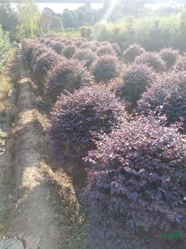 湖南红花继木球金森女贞球小叶女贞球茶花球