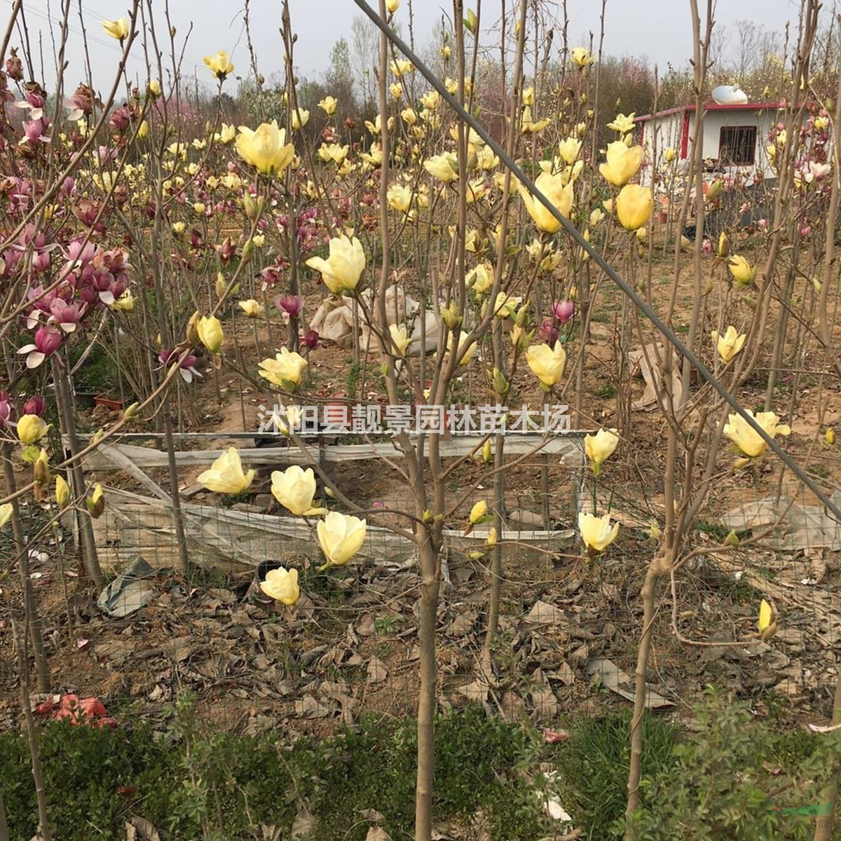 江苏紫玉兰树/3公分紫玉兰/嫁接紫玉兰及时报价