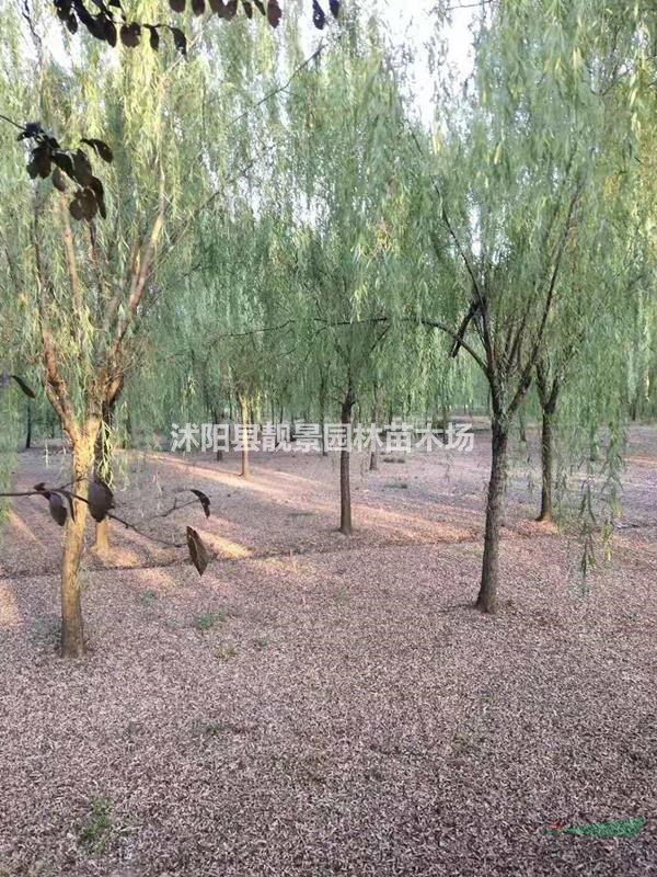 江苏垂柳树/金丝垂柳树产地/垂柳树及时报价