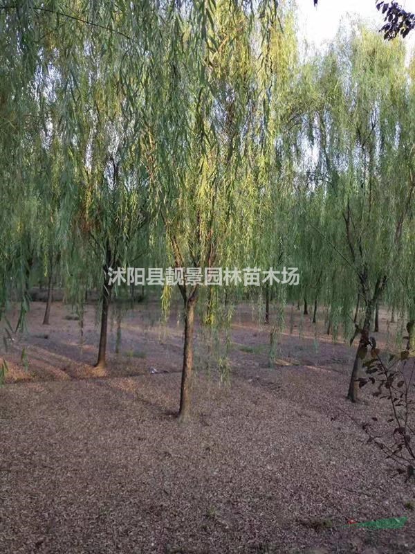江苏垂柳树/金丝垂柳树产地/垂柳树及时报价