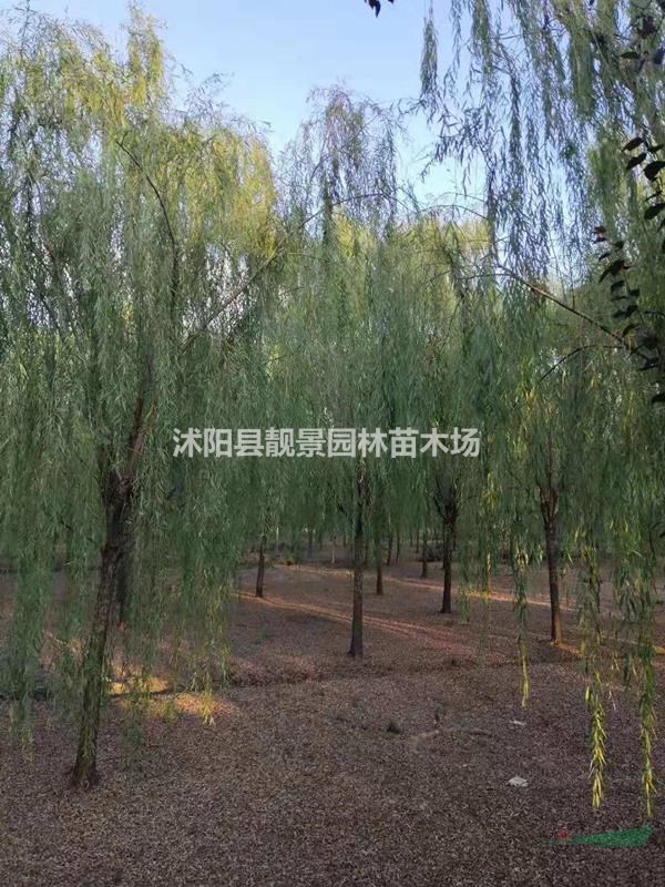 江苏垂柳树/金丝垂柳树产地/垂柳树及时报价