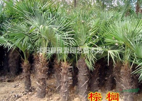 1.8米高棕櫚樹和2米高棕櫚樹多少錢一棵？市場上報(bào)價(jià)多少
