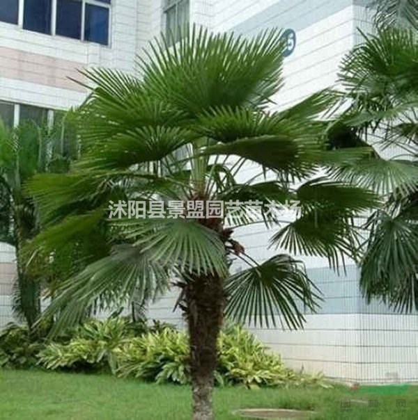 1.8米高棕櫚樹和2米高棕櫚樹多少錢一棵？市場上報(bào)價(jià)多少