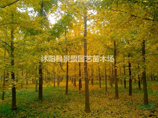廣東地區(qū)和吉林地區(qū)可以種植銀杏樹嗎？