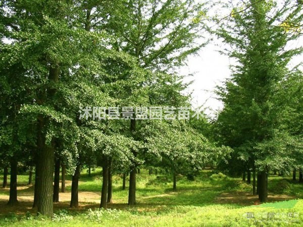 廣東地區(qū)和吉林地區(qū)可以種植銀杏樹嗎？