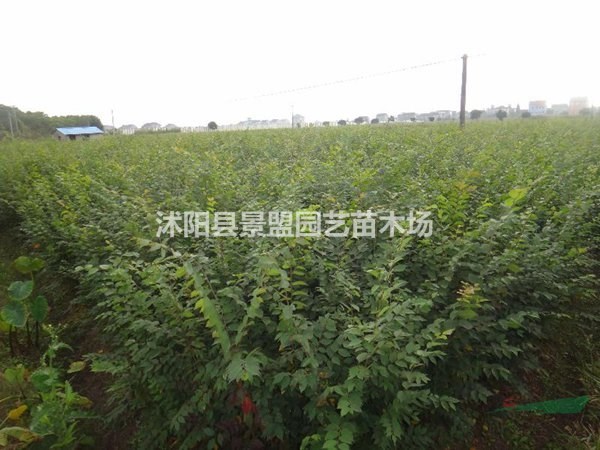 江西哪里有賣櫸樹種子的？湖南哪里有賣櫸樹種子的？
