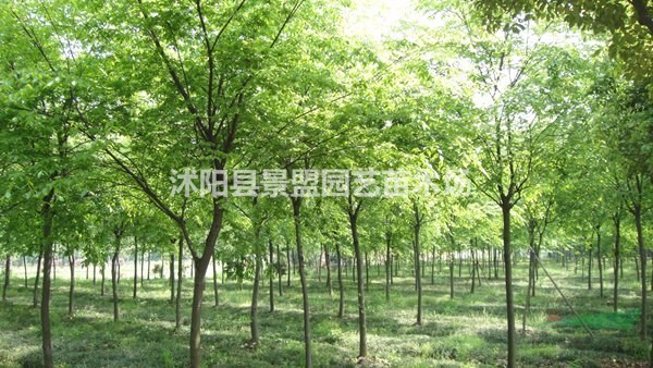 江西哪里有賣櫸樹種子的？湖南哪里有賣櫸樹種子的？