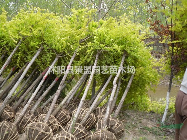 直徑5公分黃金槐多少錢一棵？直徑7公分黃金槐多少錢一棵？