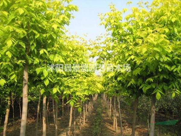 8公分金葉榆 和9公分金葉榆批發(fā)基地在那個(gè)地區(qū)有？