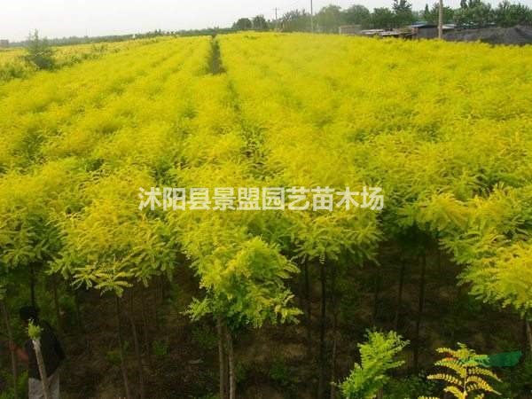 8公分金葉榆 和9公分金葉榆批發(fā)基地在那個(gè)地區(qū)有？