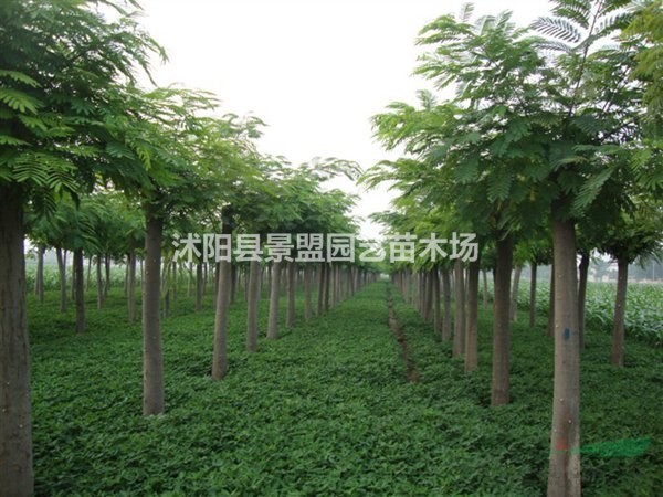 目前市場上哪個地區(qū)有出售合歡出的種子基地？求購合歡樹去哪里？