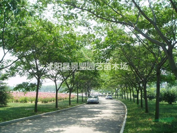 目前市場上哪個地區(qū)有出售合歡出的種子基地？求購合歡樹去哪里？