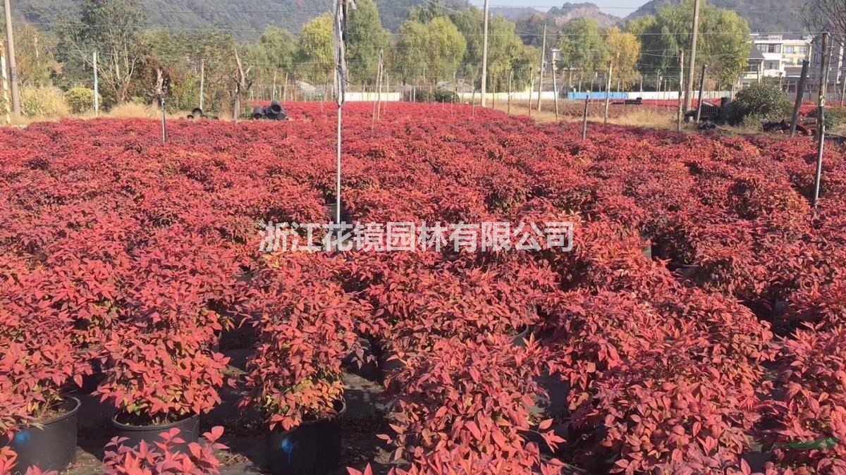 火焰南天竹