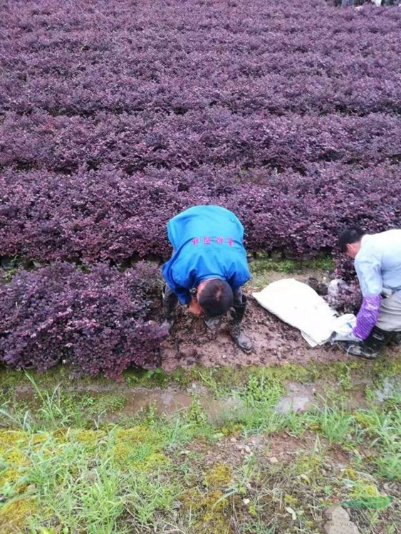 高度40公分、50公分、60公分等規(guī)格紅花繼木