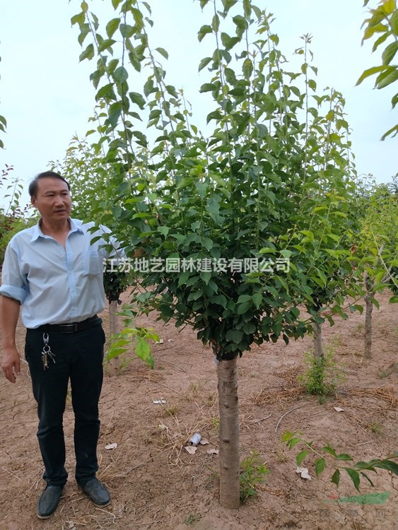 原生紅梅價(jià)格、原生紅梅圖片、原生紅梅生產(chǎn)基地