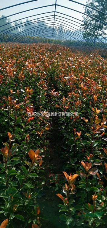 出售大杯紅葉石楠、大杯紅葉石楠價格、大杯紅葉石楠圖片
