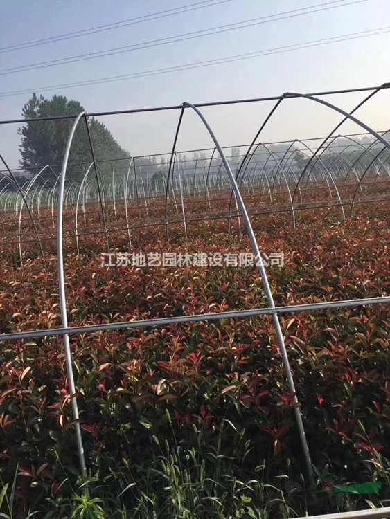 出售大杯紅葉石楠、大杯紅葉石楠價格、大杯紅葉石楠圖片