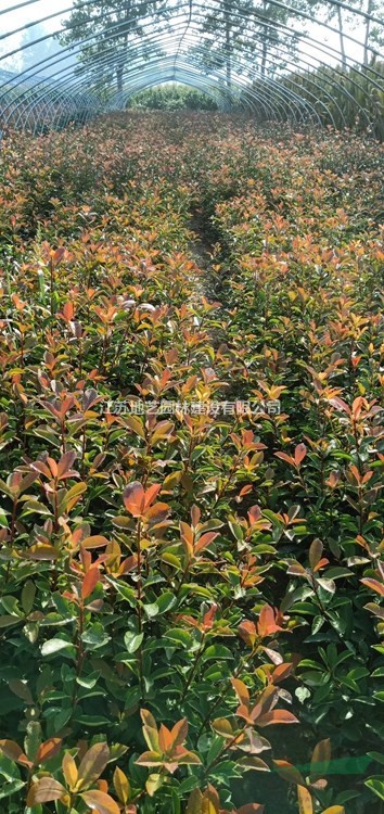 出售大杯紅葉石楠、大杯紅葉石楠價格、大杯紅葉石楠圖片