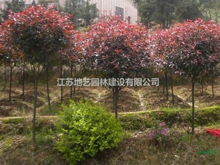 常年供應地徑(米徑)2公分、5公分、10公分紅葉石楠樹