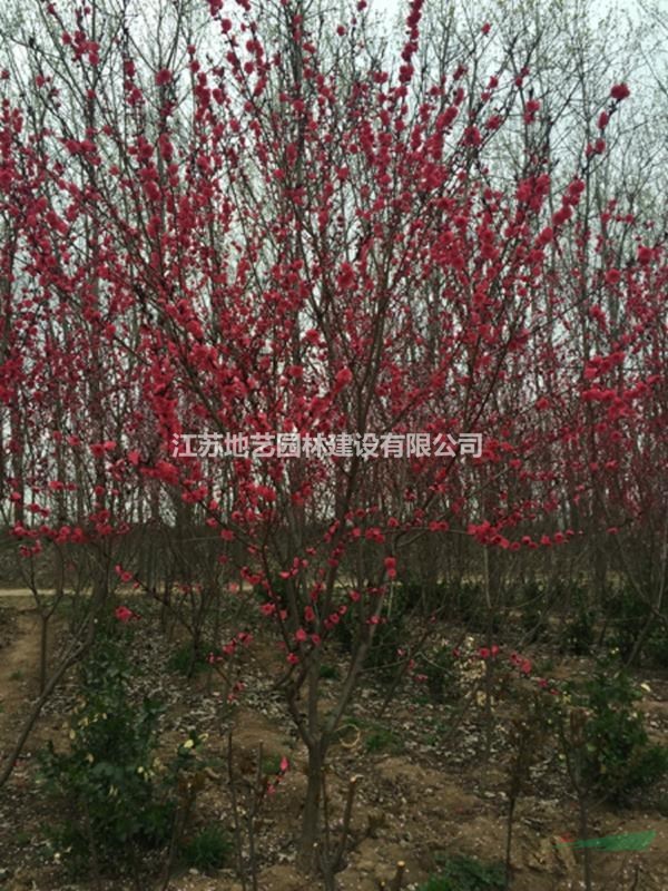 紅葉碧桃、紅葉碧桃價格、紅葉碧桃圖片、紅葉碧桃基地