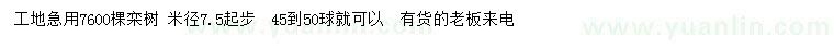 求購米徑7.5公分起步欒樹