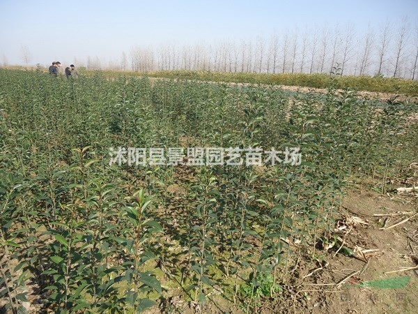 求購(gòu)大葉女貞種子要去哪里？哪里有賣大葉女貞種子的公司呢？