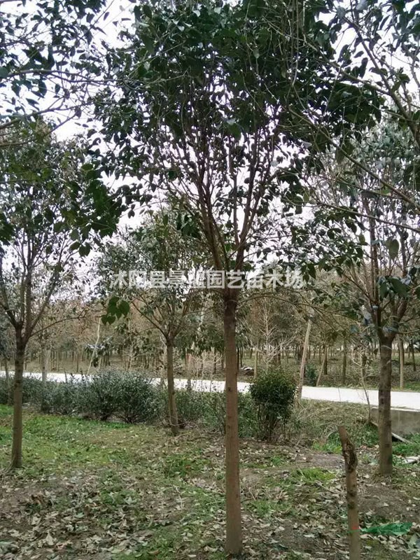 大葉女貞種籽多少錢一斤呢？大葉女貞種子價格哪里比較低呢？
