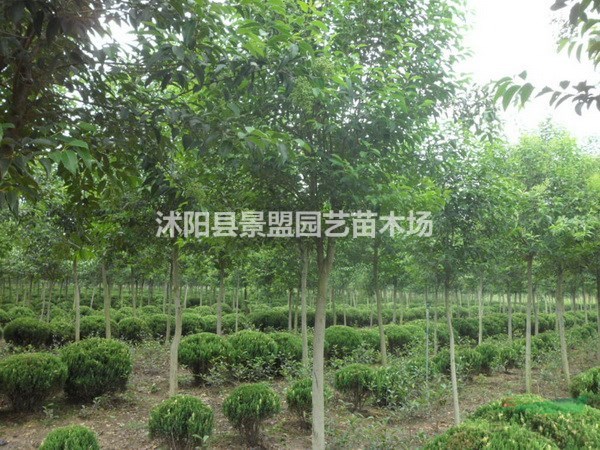 大葉女貞種籽多少錢一斤呢？大葉女貞種子價格哪里比較低呢？