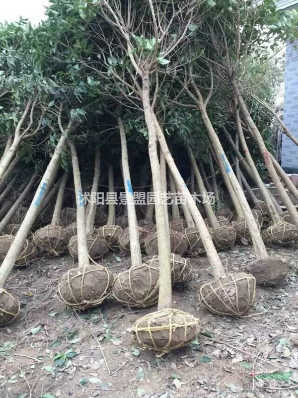 5月還可以播種大葉女貞還有在6月可以播種大葉女貞嗎？