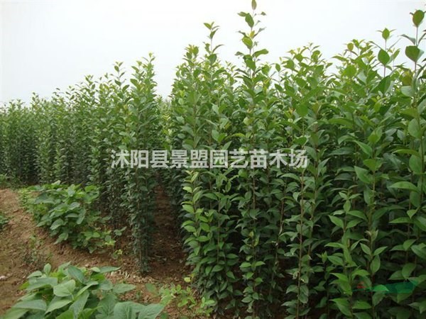5月還可以播種大葉女貞還有在6月可以播種大葉女貞嗎？