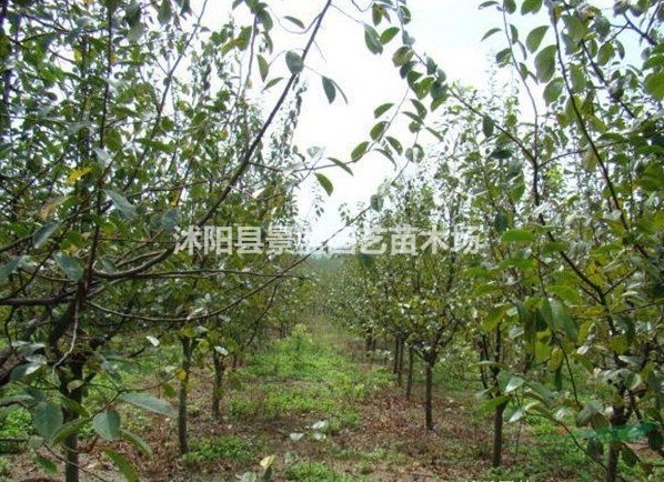 直徑4公分木瓜樹多少錢一棵？直徑6公分木瓜樹多少錢一棵？