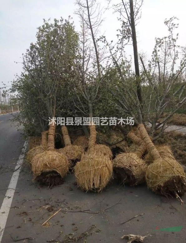 直徑4公分木瓜樹多少錢一棵？直徑6公分木瓜樹多少錢一棵？