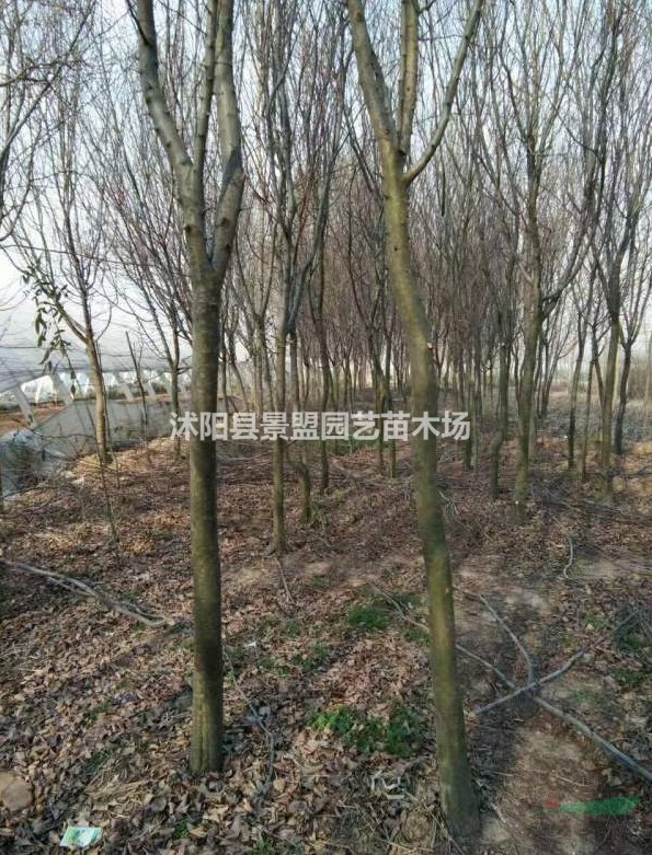 直徑8公分木瓜樹多少錢一棵？直徑9公分木瓜樹多少錢一棵？