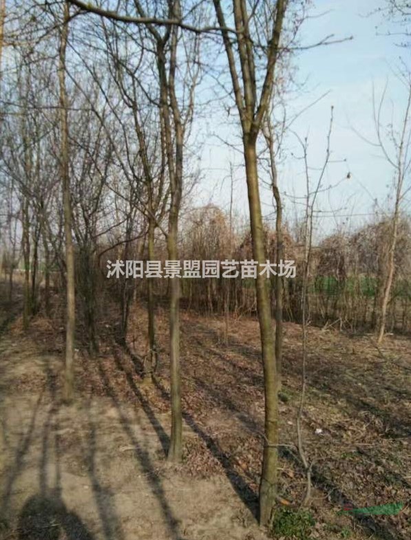 直徑8公分木瓜樹多少錢一棵？直徑9公分木瓜樹多少錢一棵？