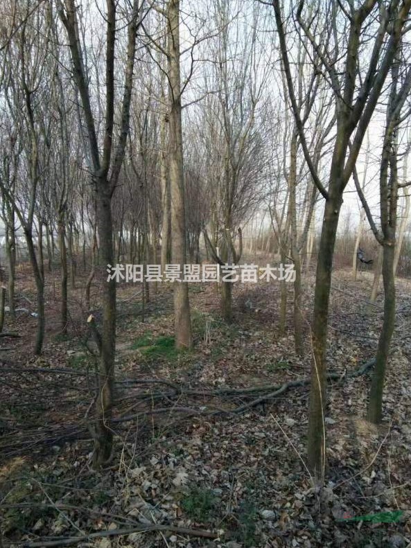 地徑7公分木瓜樹哪里有賣的？地徑9公分木瓜樹哪里有賣的？