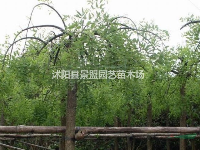 米徑6公分龍爪槐什么價格？米徑7公分龍爪槐什么價格能買到？