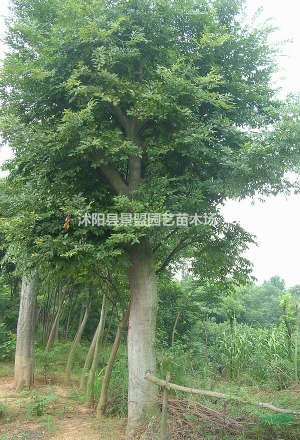 樸樹種子產(chǎn)地在哪里？樸樹種子什么時(shí)間育苗？