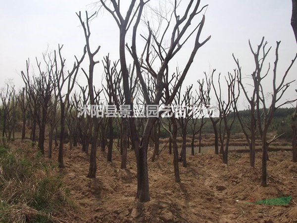 樸樹種子產(chǎn)地在哪里？樸樹種子什么時(shí)間育苗？