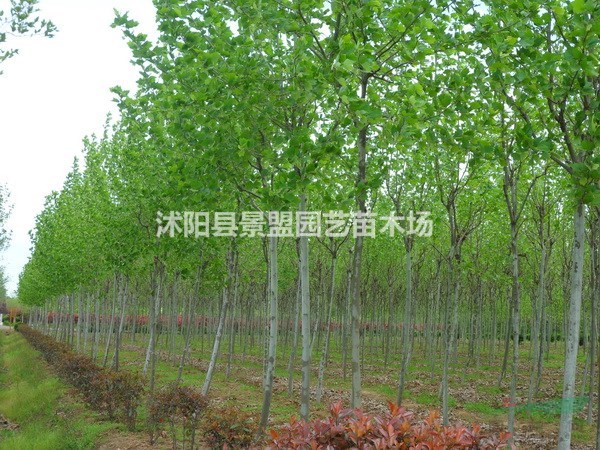 法桐什么時候種植最為適宜？種植錢還需做什么？法桐花語是什么？