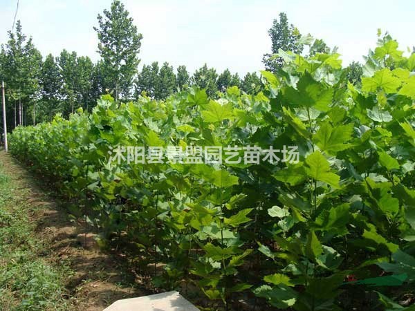 目前市場上哪個地區(qū)有出售法桐樹的種子的？