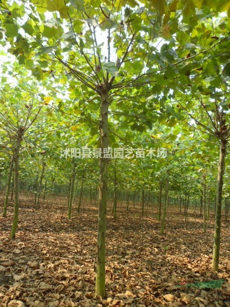 目前市場上哪個地區(qū)有出售法桐樹的種子的？
