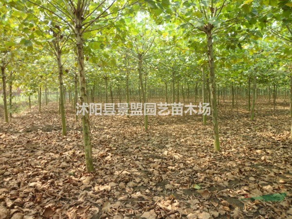 法桐種子市場上賣多少錢一斤？法桐種子價格,法桐種子哪里有賣？