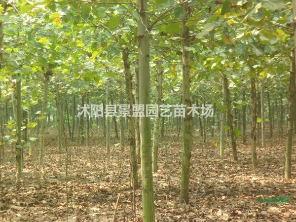 法桐種子市場上賣多少錢一斤？法桐種子價格,法桐種子哪里有賣？