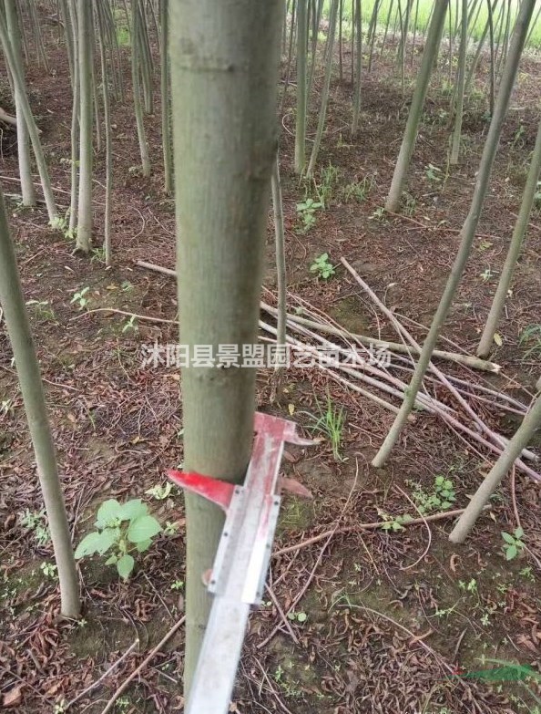 直徑5公分的楓楊 和直徑10公分的楓楊市場上多少錢一棵？