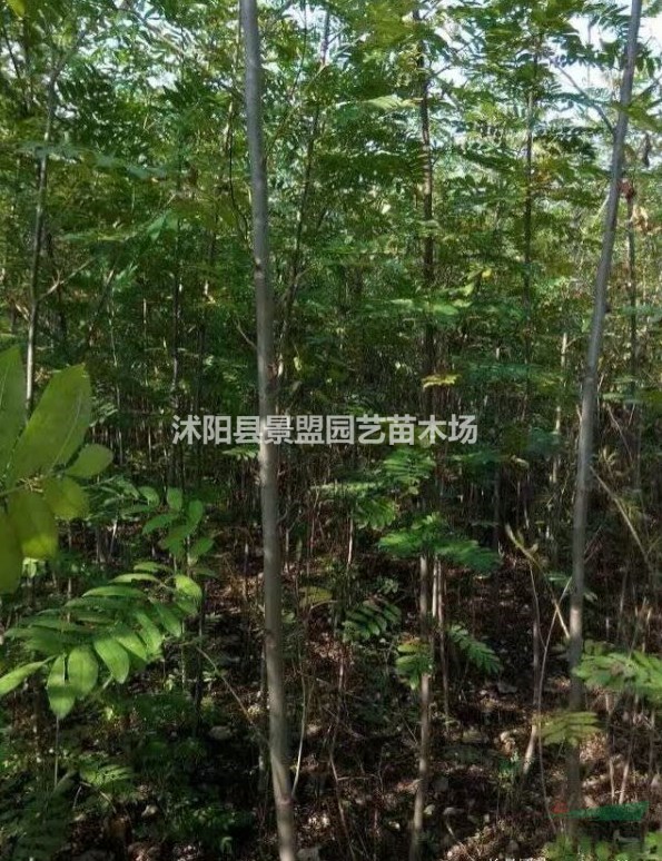 直徑5公分的楓楊 和直徑10公分的楓楊市場上多少錢一棵？