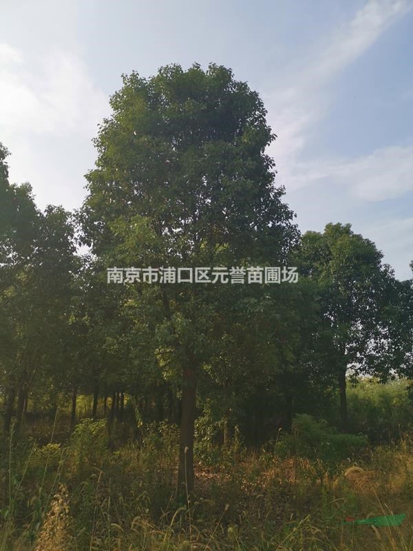 供應；18公分香樟--30公分香樟，定桿4年冠