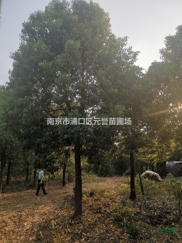 供應；18公分香樟--30公分香樟，定桿4年冠