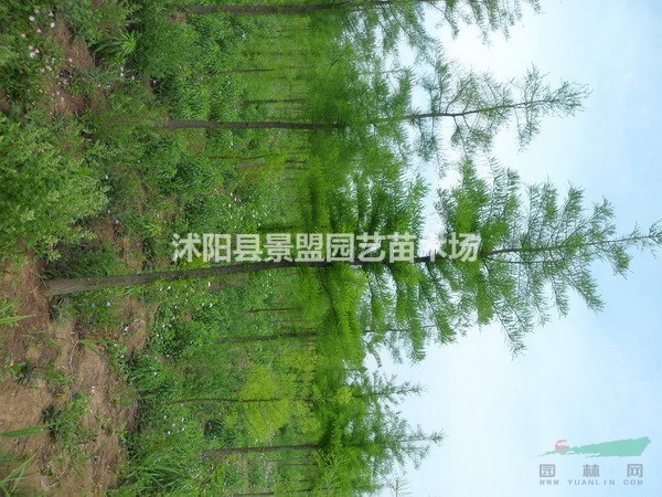 17公分水杉樹批發(fā)基地在哪里？18公分水杉樹批發(fā)基地在哪里？