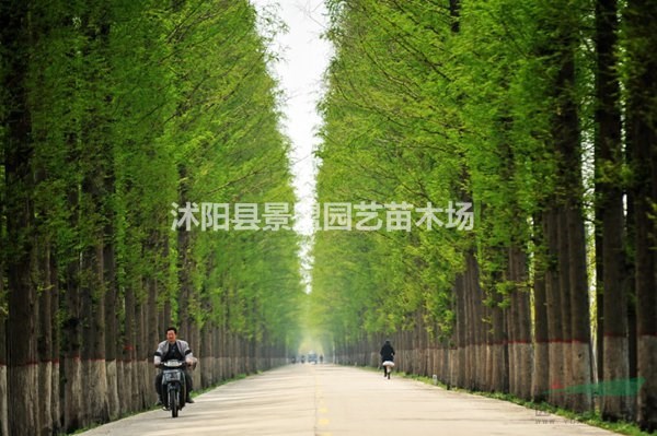 17公分水杉樹批發(fā)基地在哪里？18公分水杉樹批發(fā)基地在哪里？