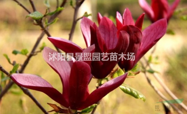 高桿女貞新上市的市場價格和高桿女貞圖片_種植技術(shù)方法和技巧